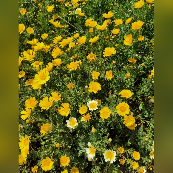 Meet your Posher, Yolly - Picture 3 of 3